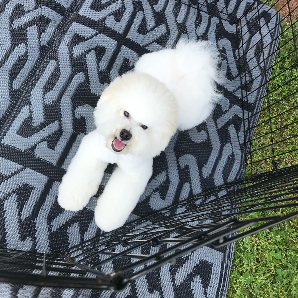 Meet your Posher, Priscilla